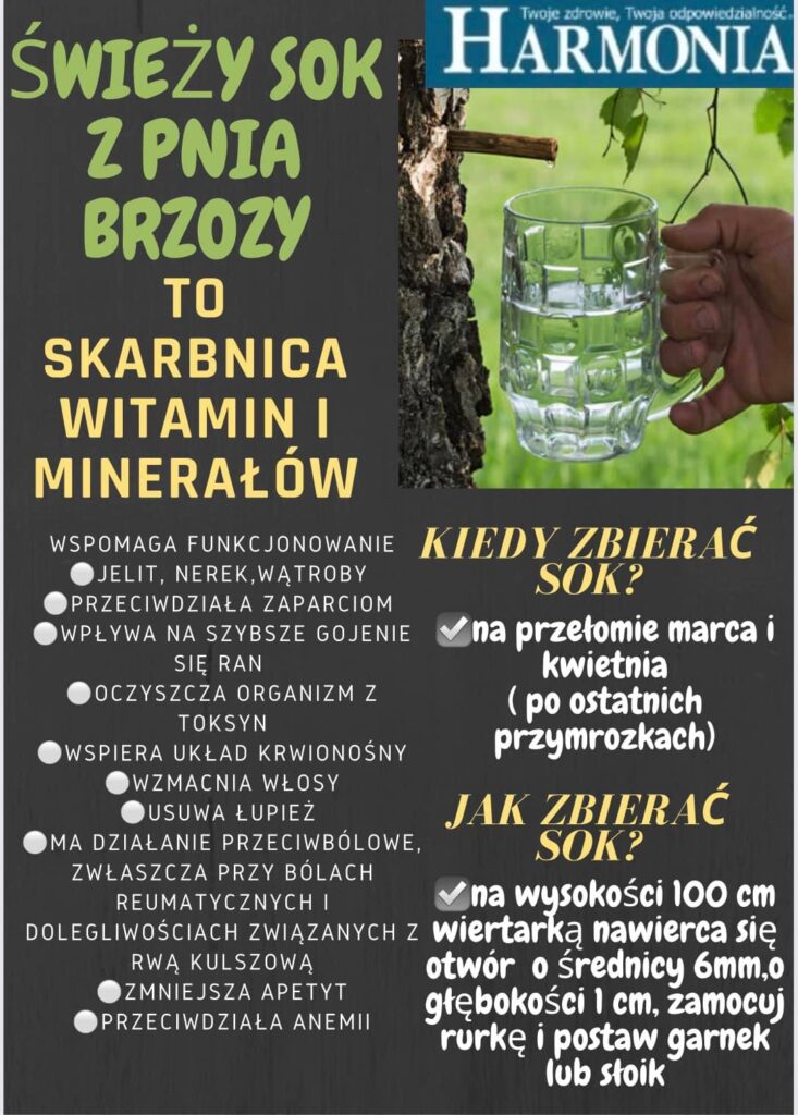 Świeży sok z pnia brzozy